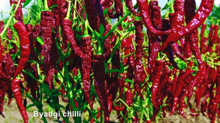 Byadgi Chilli: The Aromatic Powerhouse of Indian Spice